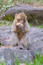 Young Barbary macaque, Macaca sylvanus, eating